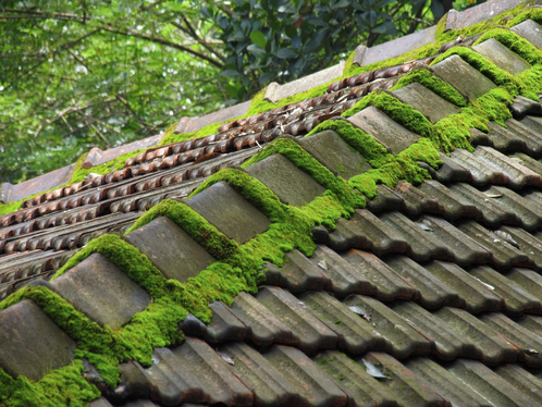Démoussage de toiture dans l'Indre-et-Loire